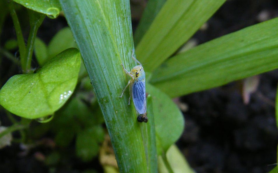 Cicadella viridis